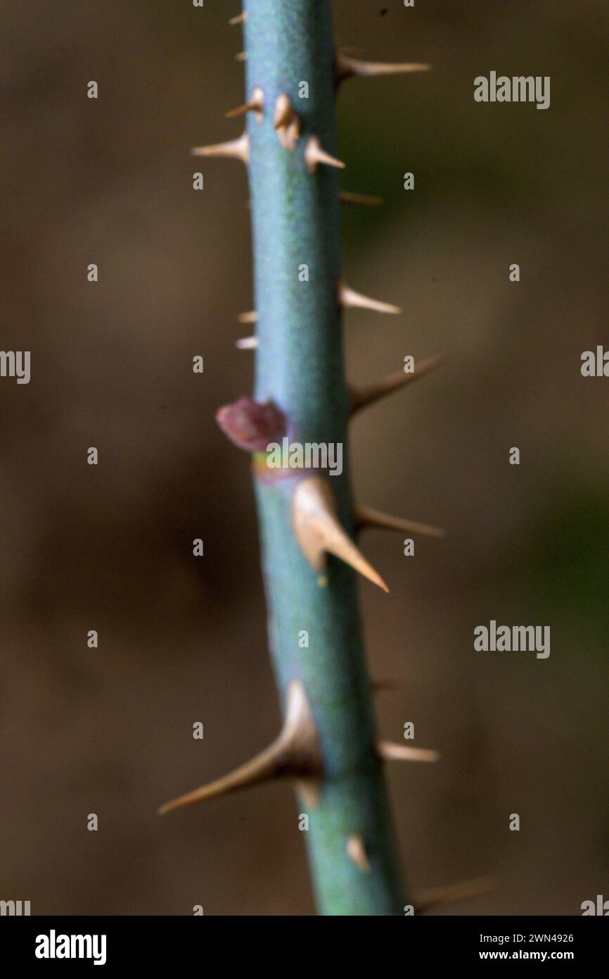 Detail thorns of green bramble branch vertically with black background Stock Photo