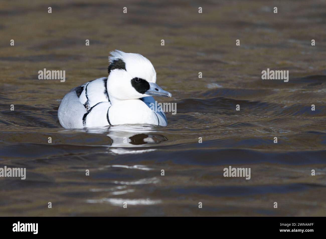 Smew (Mergellus albellus) male or drake duck swimming on a lake, UK Stock Photo