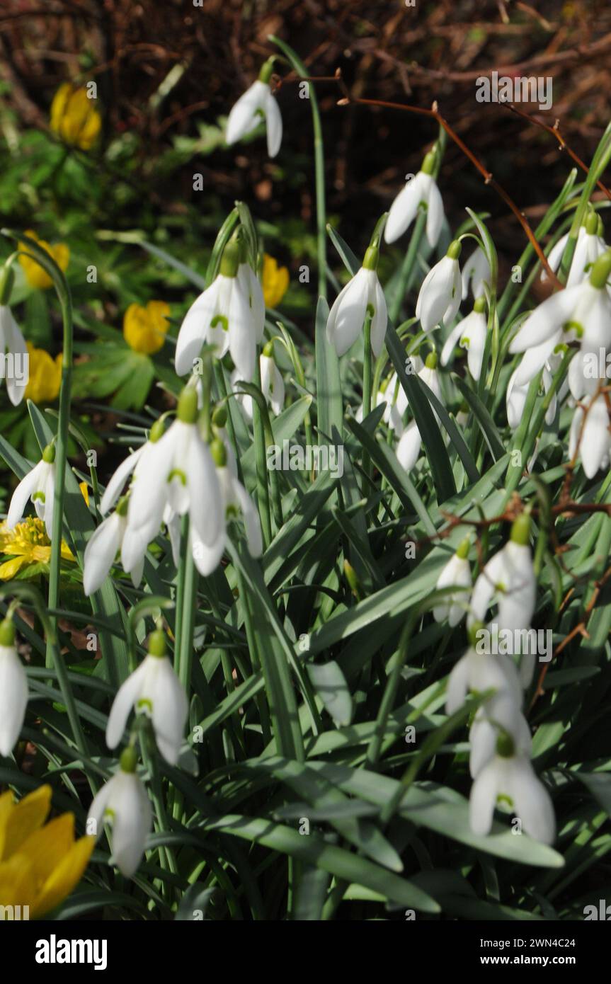 Copenhagen, Denmark /29  February  2024/Snow bulb flowers and tiny yellow fllowers nice springs weather in danish capital.    (Photo.Francis Joseph Dean/Dean Pictures) Stock Photo