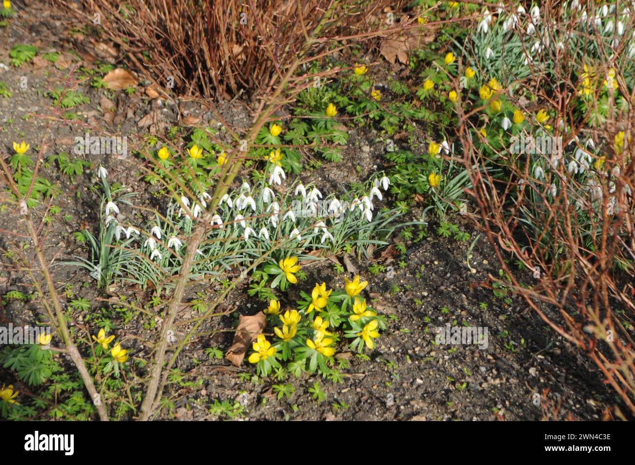 Copenhagen, Denmark /29  February  2024/Snow bulb flowers and tiny yellow fllowers nice springs weather in danish capital.    (Photo.Francis Joseph Dean/Dean Pictures) Stock Photo