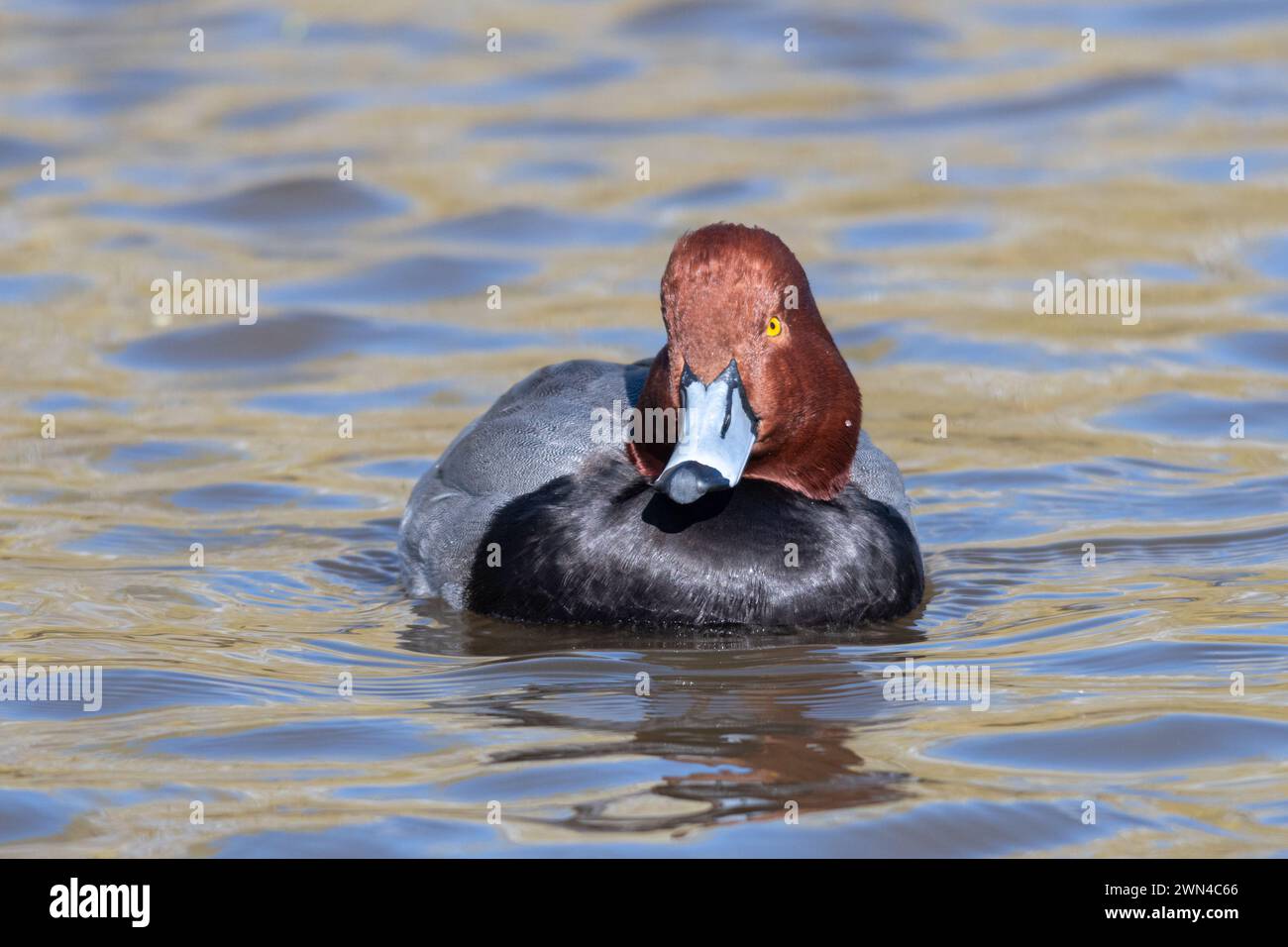 Redhead male duck or drake (Aythya americana) swimming, also known as red-headed duck or red-headed pochard Stock Photo