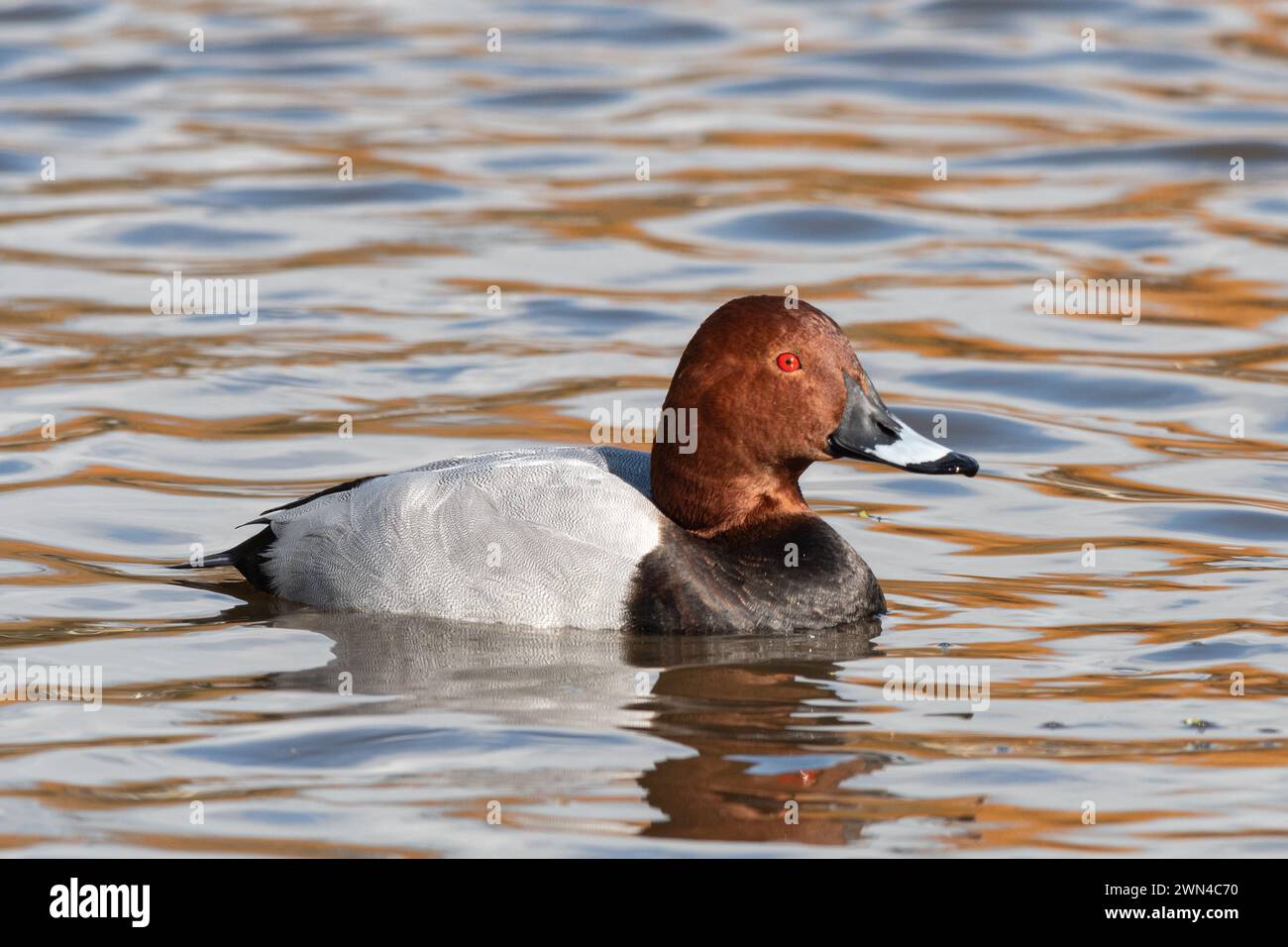 Redhead male duck or drake (Aythya americana) swimming, also known as red-headed duck or red-headed pochard Stock Photo