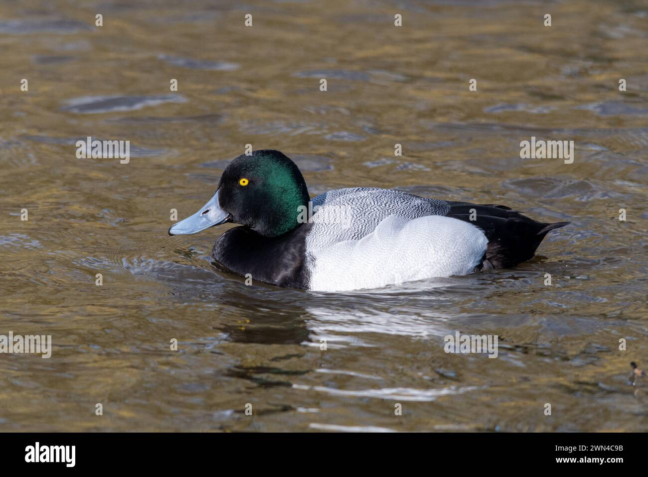 Greater scaup (Aythya marila, also called a bluebill) male or drake duck swimming Stock Photo
