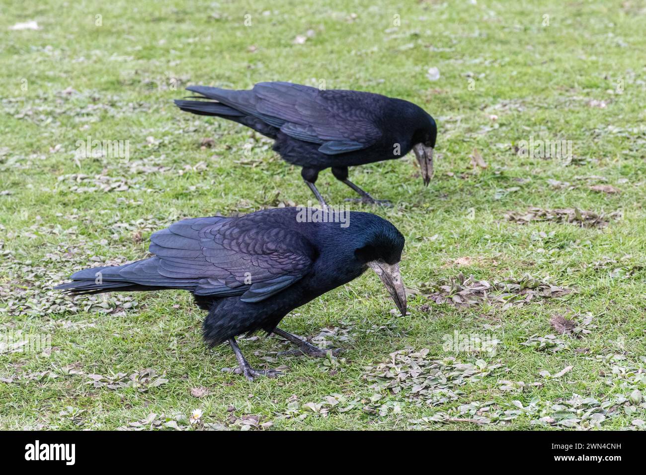 Two rooks (Corvus frugilegus), large black birds of the Corvid family or Corvidae foraging on the ground, England, UK Stock Photo