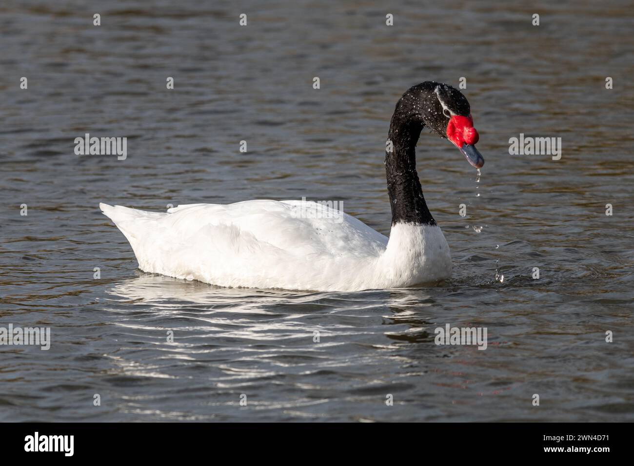 Black-necked swan (Cygnus melancoryphus) swimming Stock Photo