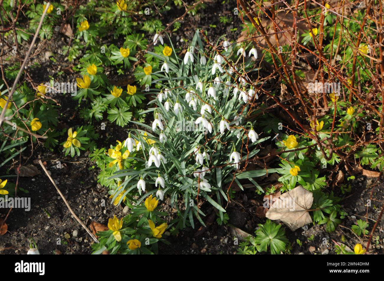 Copenhagen, Denmark /29 February 2024/Snow bulb flowers and tiny yellow fllowers nice springs weather in danish capital. Photo.Francis Joseph Dean/Dean Pictures Stock Photo