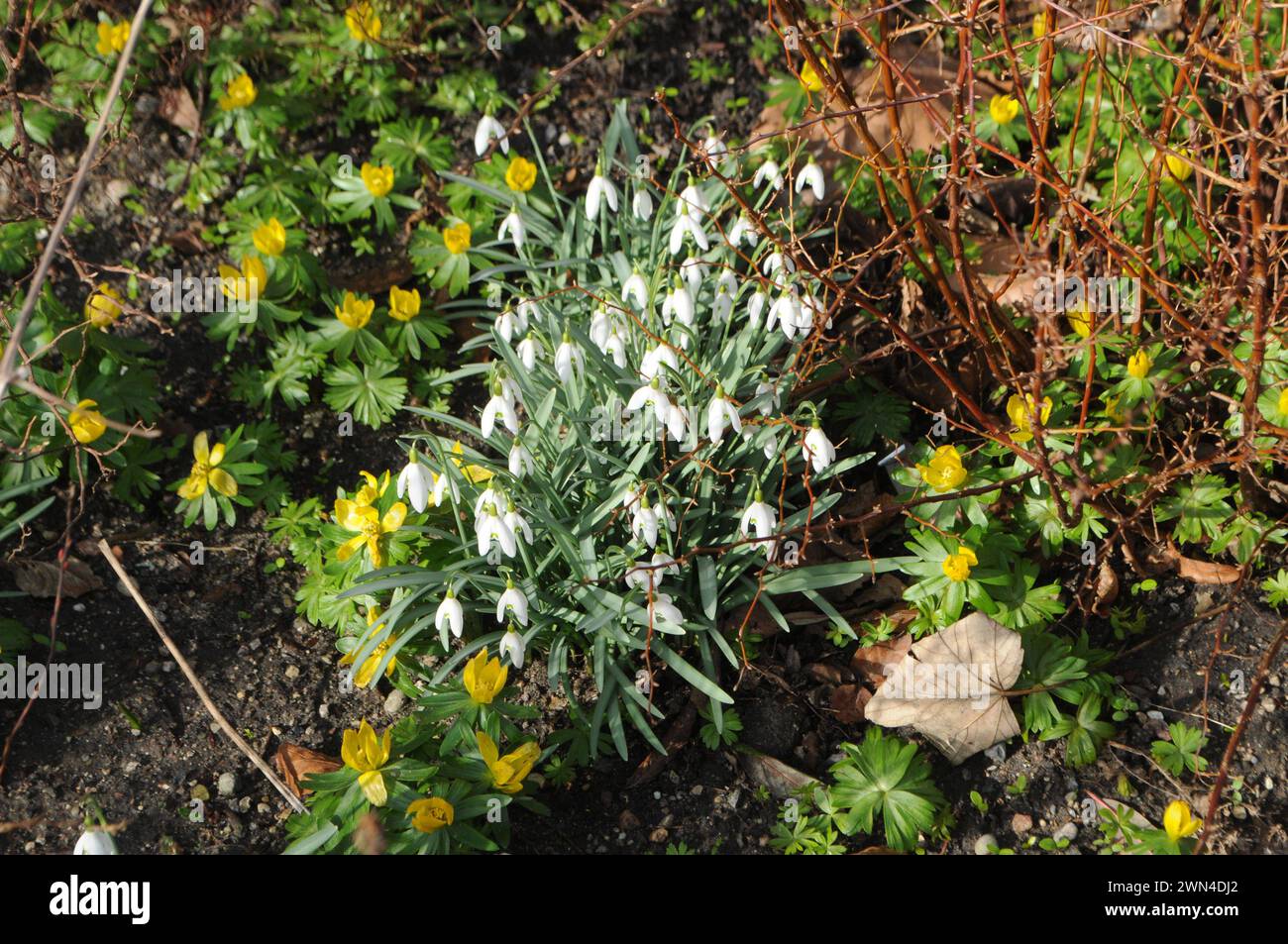 Copenhagen, Denmark /29 February 2024/Snow bulb flowers and tiny yellow fllowers nice springs weather in danish capital. Photo.Francis Joseph Dean/Dean Pictures Stock Photo