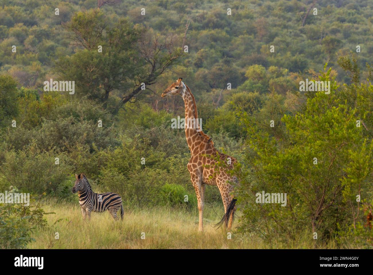 Giraffe with spotted hyena hi-res stock photography and images - Alamy
