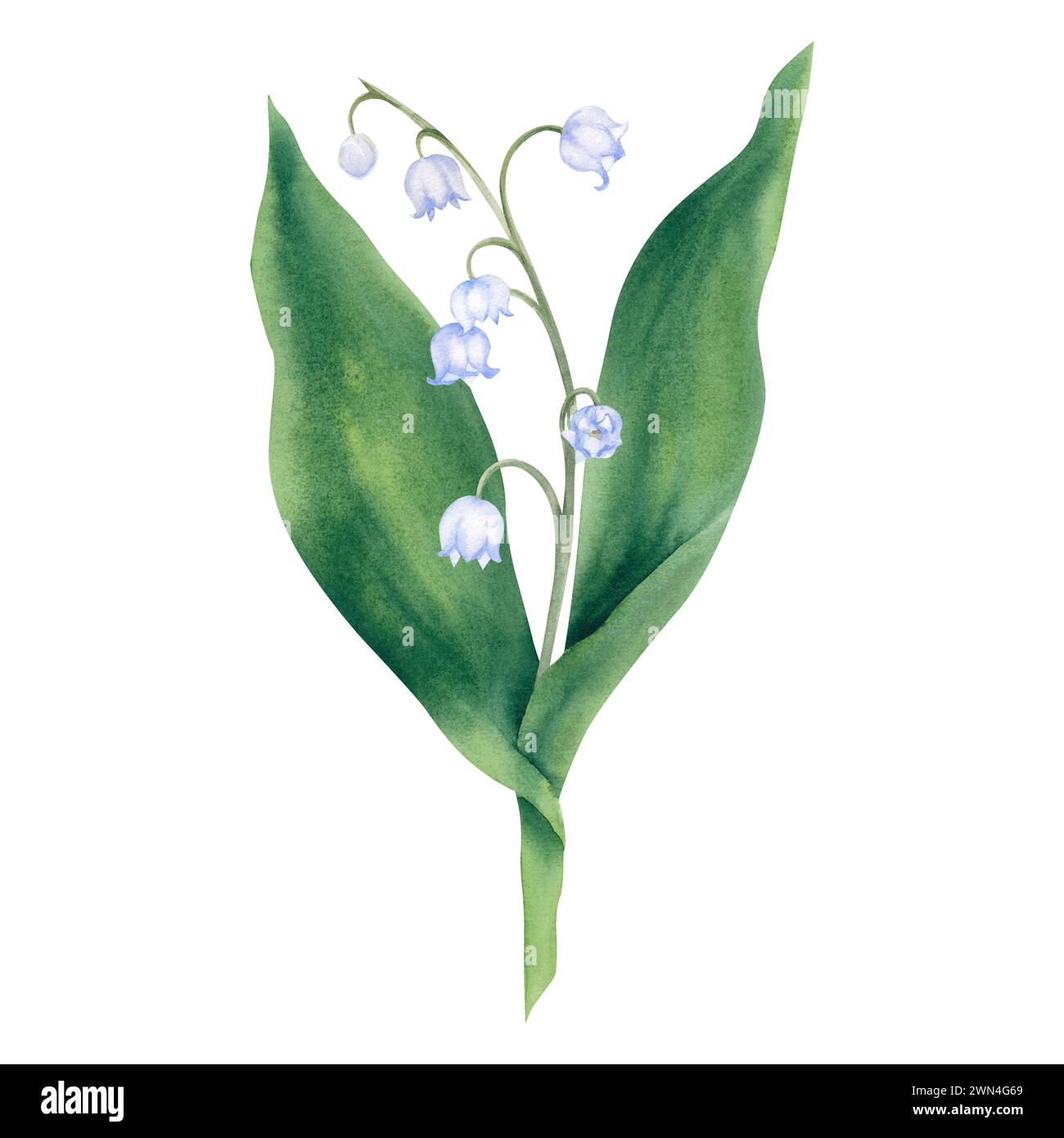 Watercolor lily of the valley on a white background, hand-painted. Spring illustration. Easter celebration, women's Day. A fragrant flower. Isolate, a Stock Photo