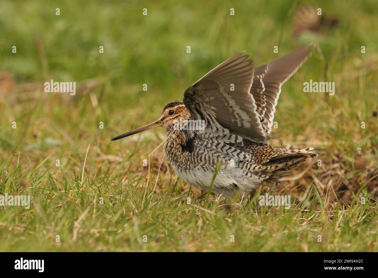 Snipe on the machire of North Uist where they are plentiful and breed. Stock Photo