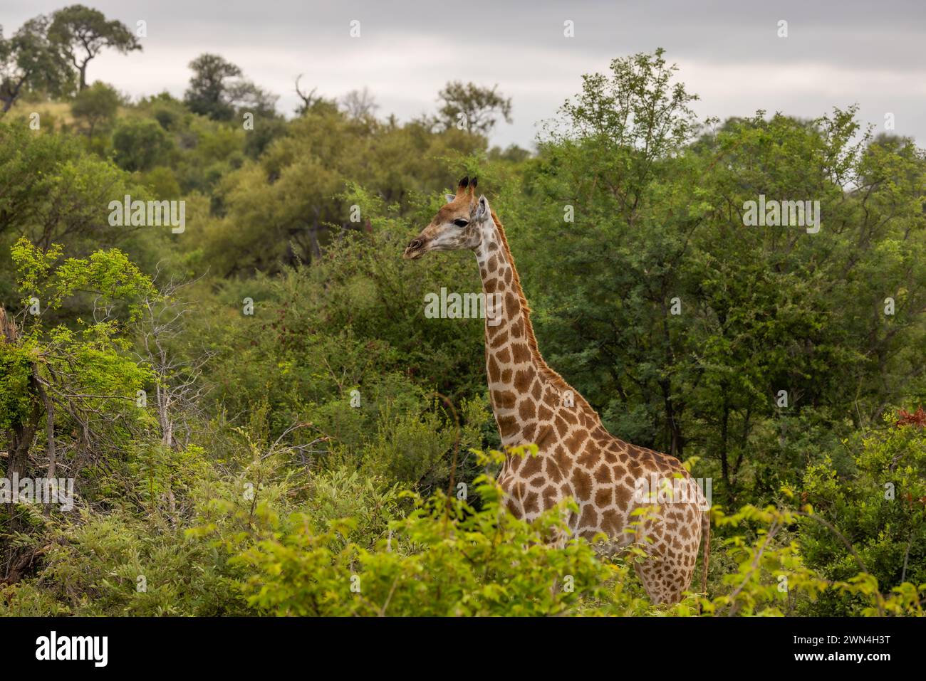 Giraffe with spotted hyena hi-res stock photography and images - Alamy