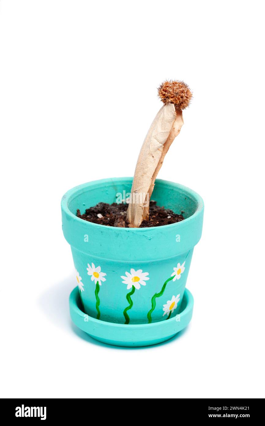 dead cactus in nice hand-painted pot on white background Stock Photo