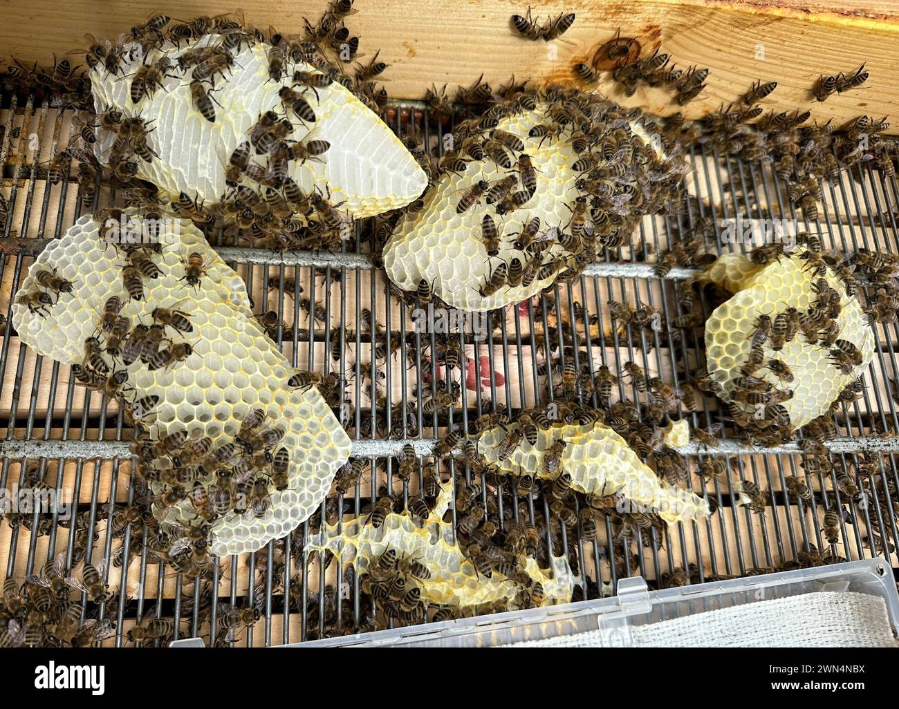 30.08.2023, Berlin, GER - Bienen haben Wabenzellen auf einem Absperrgitter gebaut. Absperrgitter, aussen, Aussenaufnahme, Berlin, Bienenbeute, Bienenkunde, Bienenstock, Bienenvolk, Bienenwaben, Bienenwachs, Brutwaben, Brutzellen, deutsch, Deutschland, Draufsicht, Europa, europaeisch, europäisch, Gitter, Honigwaben, Honigzellen, Jahreszeit, Sommer, Vogelperspektive, Waben, Wabenbau, Wabenzellen, Wachs, Westeuropa, Wildbau, Zellen 230830D059BERLIN.JPG *** 30 08 2023, Berlin, GER Bees have built honeycomb cells on a barrier grid barrier grid, exterior, exterior shot, Berlin, bee hive, beehive sci Stock Photo