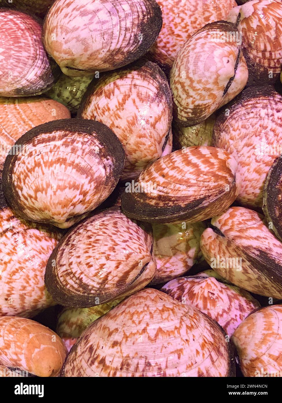 Fresh clams, venus shell, shellfish, carpet clams, as raw food from the