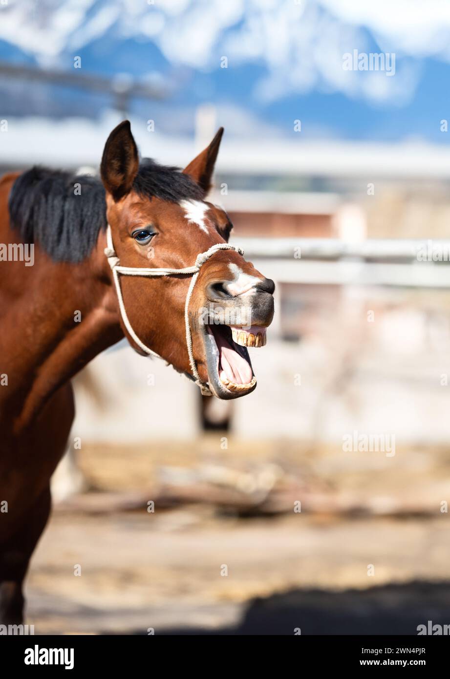 Funny portrait of smiling horse with unreal white teeth, with copy space Stock Photo