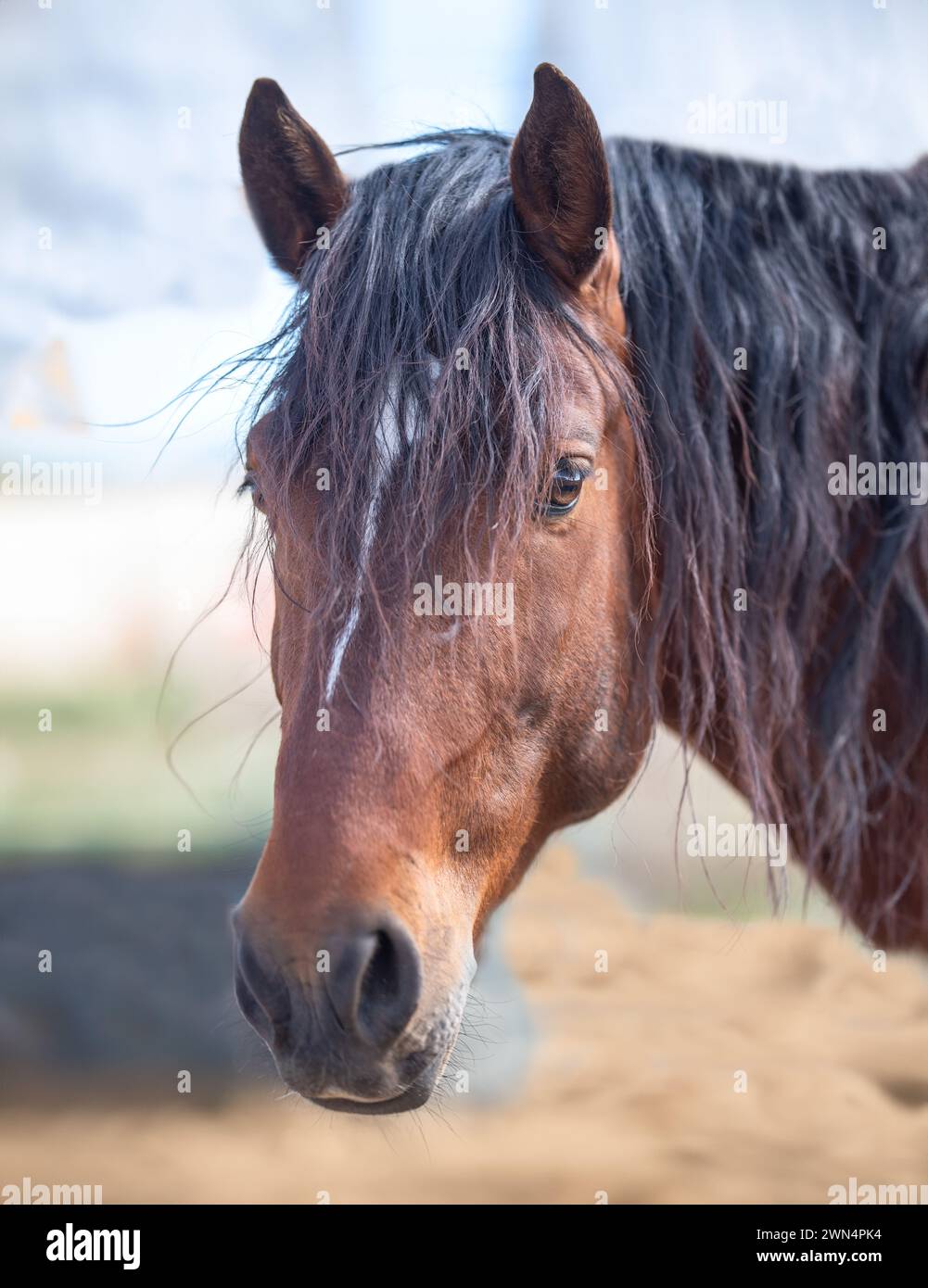 Close-up of a beautiful chestnut colored stallion Stock Photo