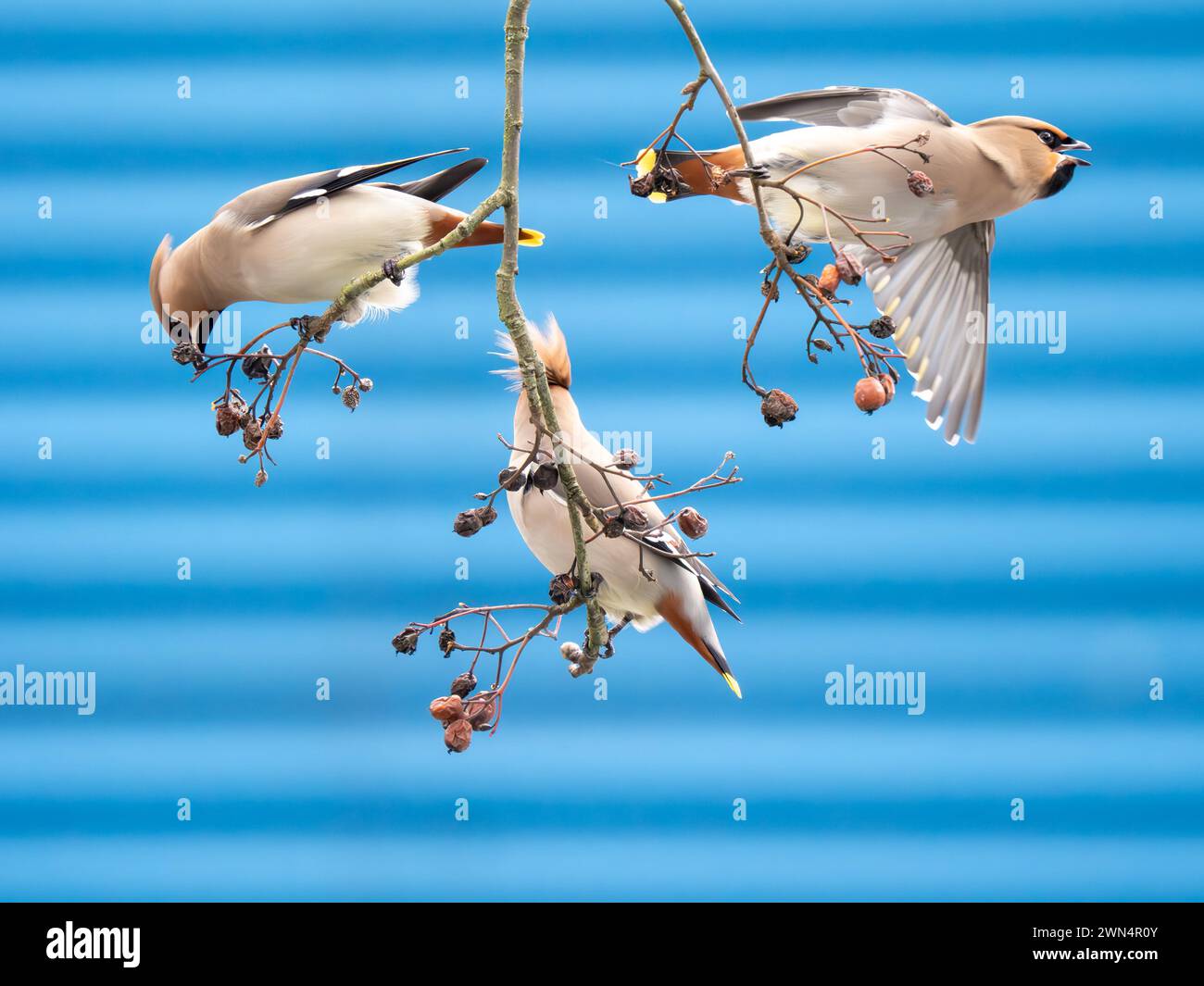 3 Waxwings Feeding on Berries on an Insustrial Estate Stock Photo