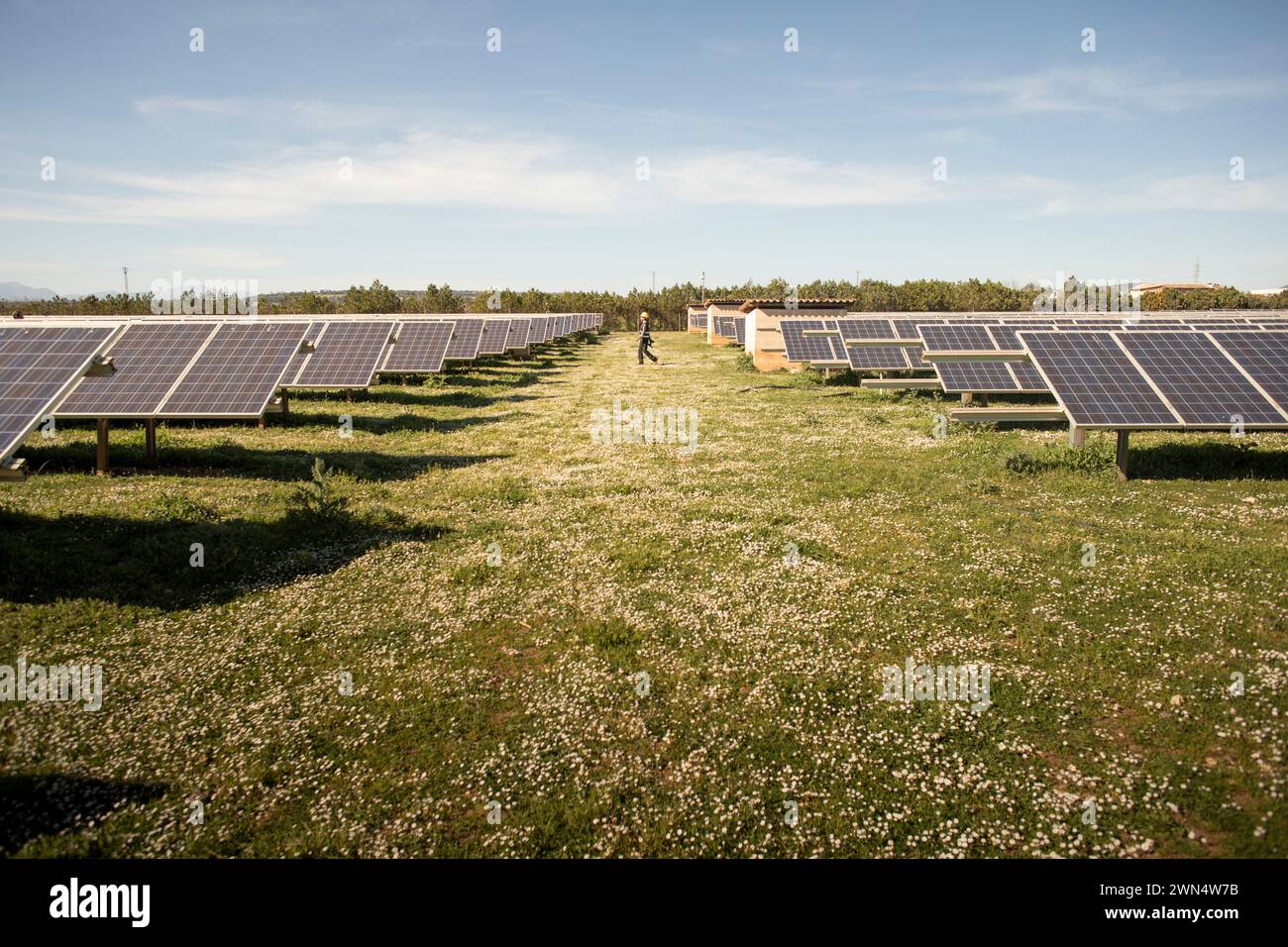 Solar panels in rows with female engineer walking in field against sky Stock Photo