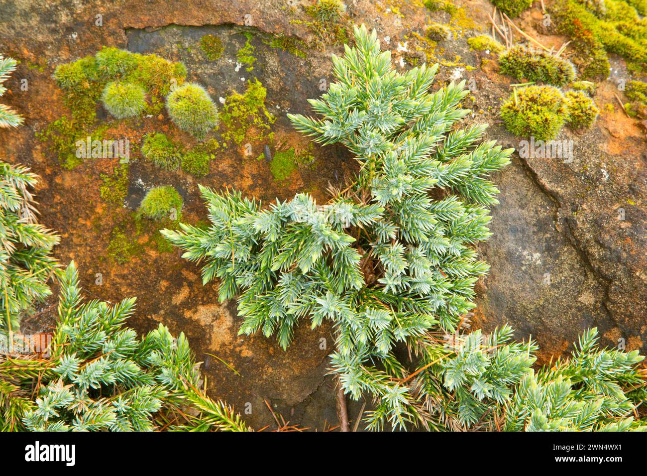 Blue star juniper (Juniperus squamata), Oregon Garden, Silverton, Oregon Stock Photo