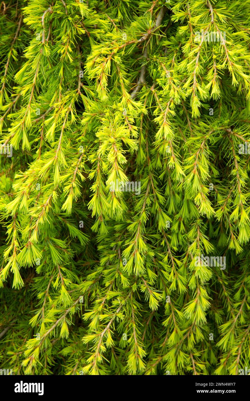 Himalayan cedar (Cedrus deodara), Oregon Garden, Silverton, Oregon Stock Photo