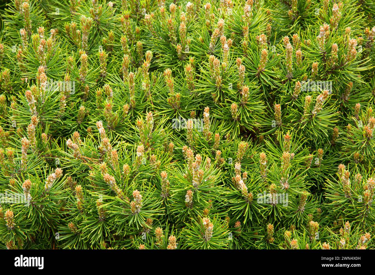 Mugo pine (Pinus mugo), Oregon Garden, Silverton, Oregon Stock Photo