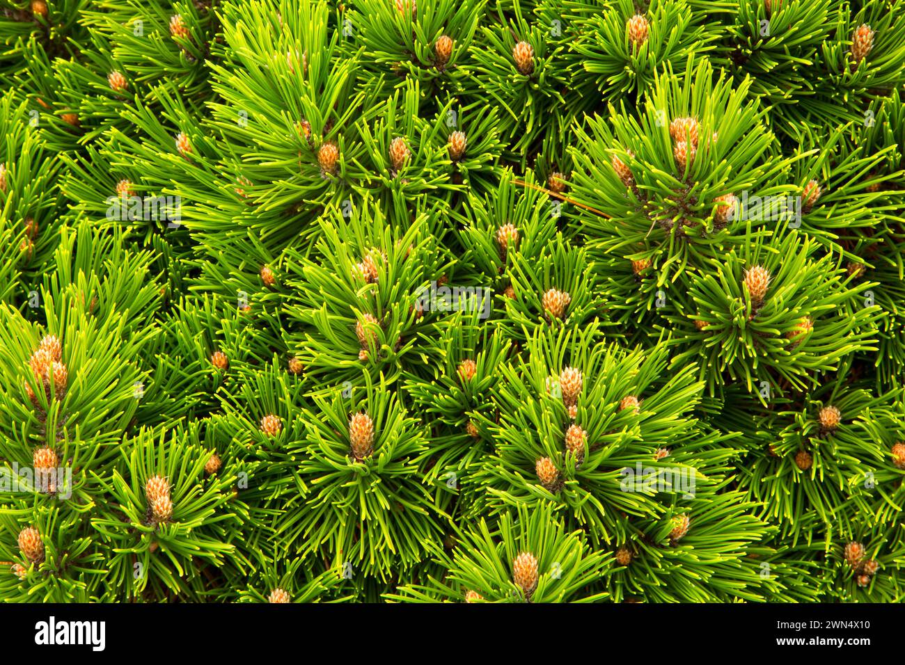 Bosnian pine (Pinus heldreichii), Oregon Garden, Silverton, Oregon Stock Photo