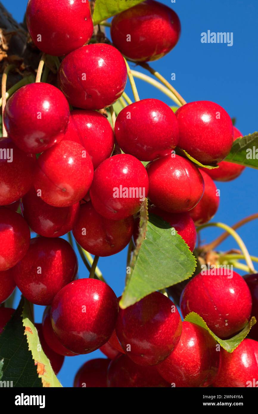Sweet heart cherry hi-res stock photography and images - Alamy