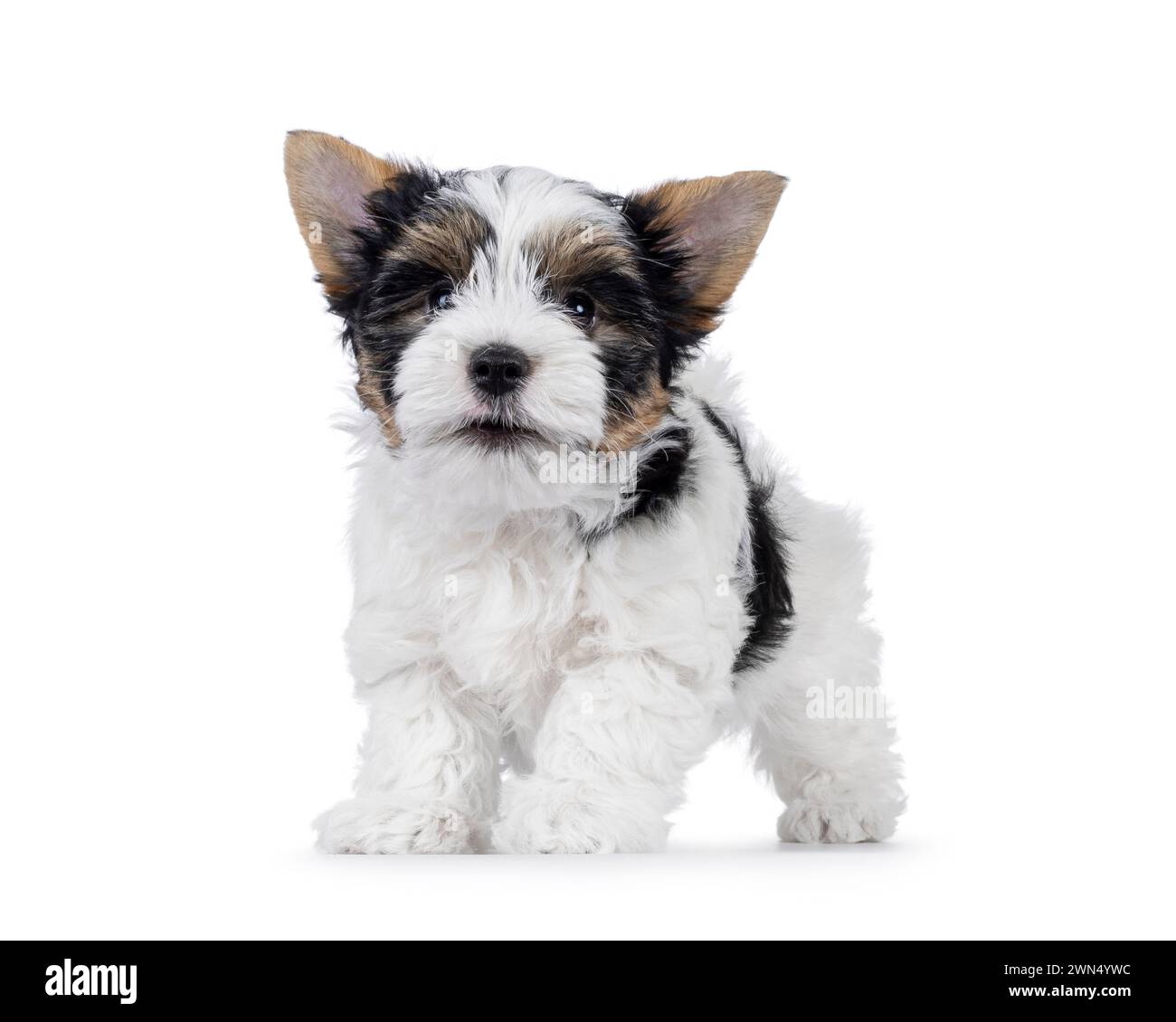 Biewer terrier best sale puppy cut