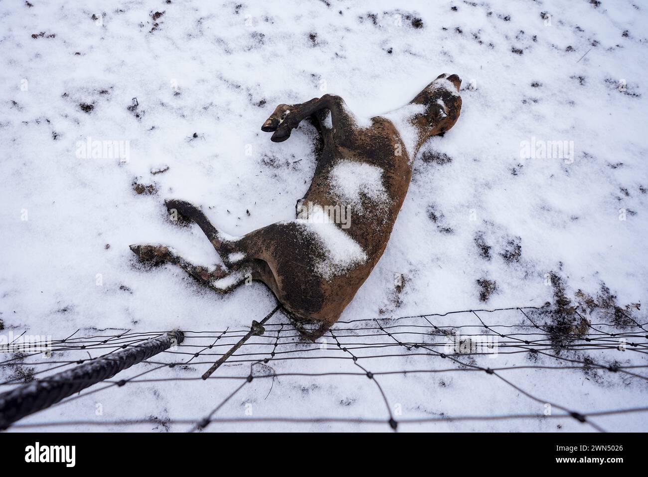 Snow covers a calf killed by the Smokehouse Creek Fire, Thursday, Feb