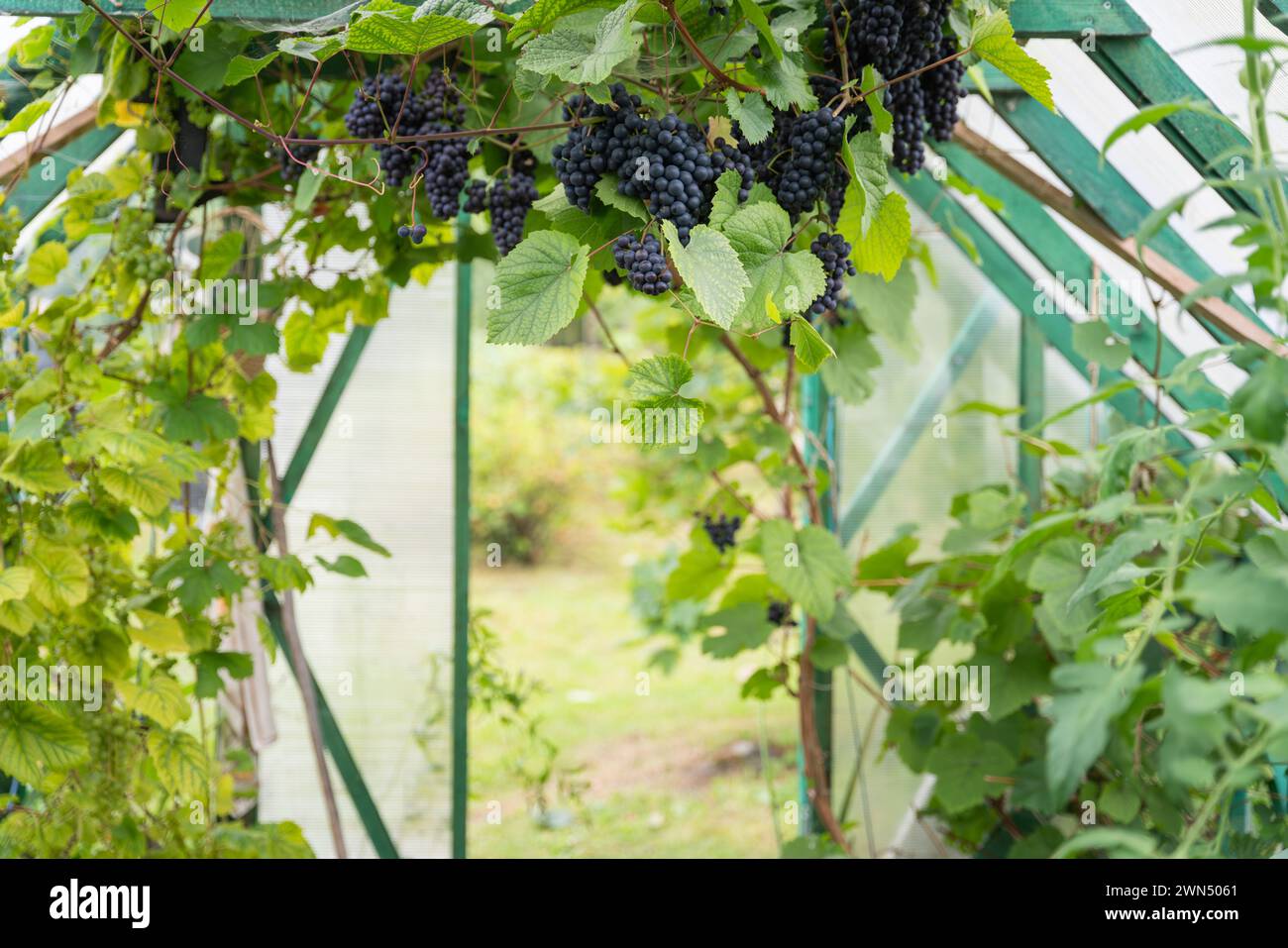 Ripe dark blue grapes. Dark blue grapes in a greenhouse background. Grapevine in greenhouse. Leaves and dark blue bunches of grapes. Stock Photo