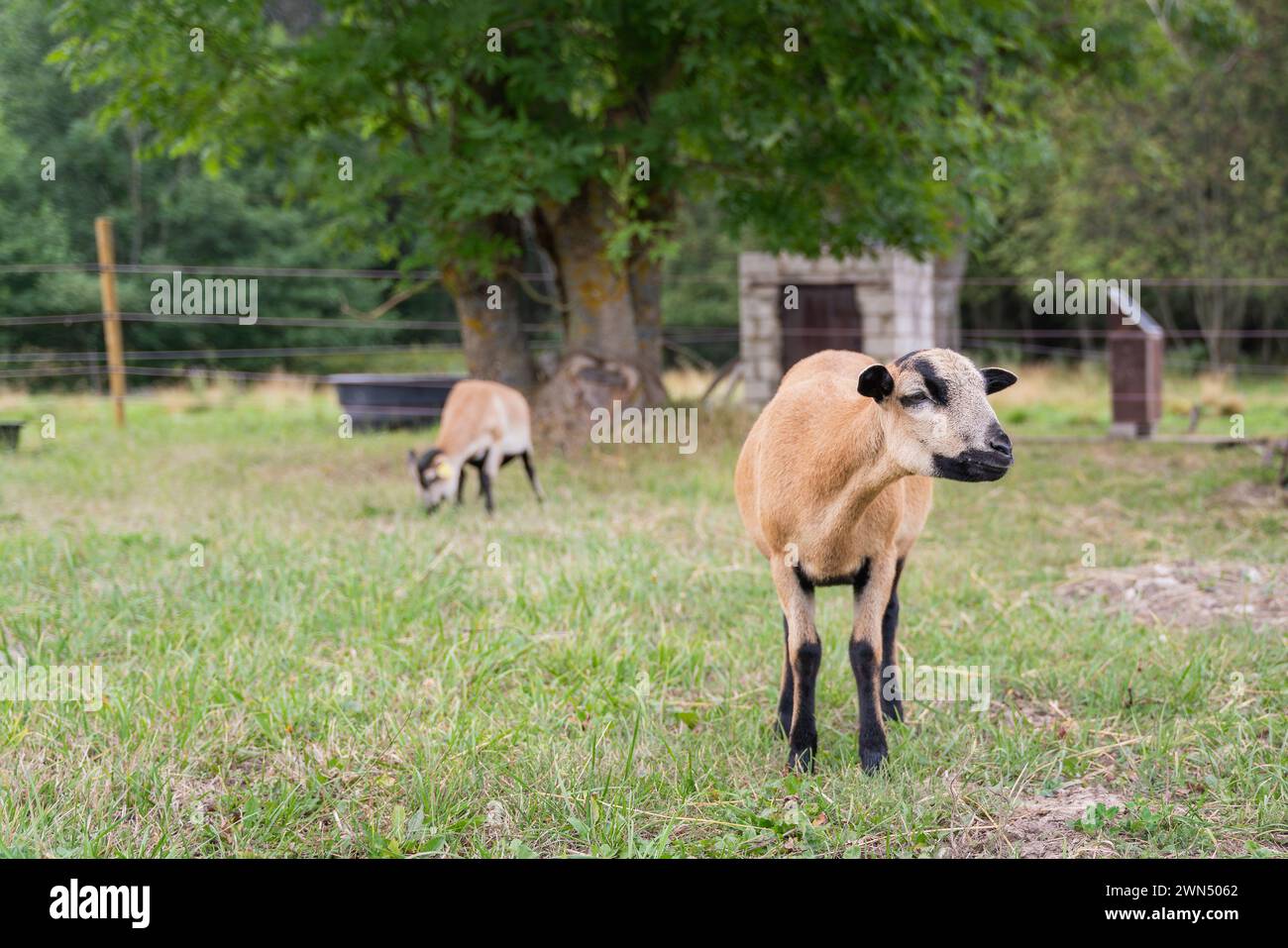Cameroon sheep, domesticated breed of sheep from West Africa in meadow. Cameroonian breed of domestic sheep. Stock Photo