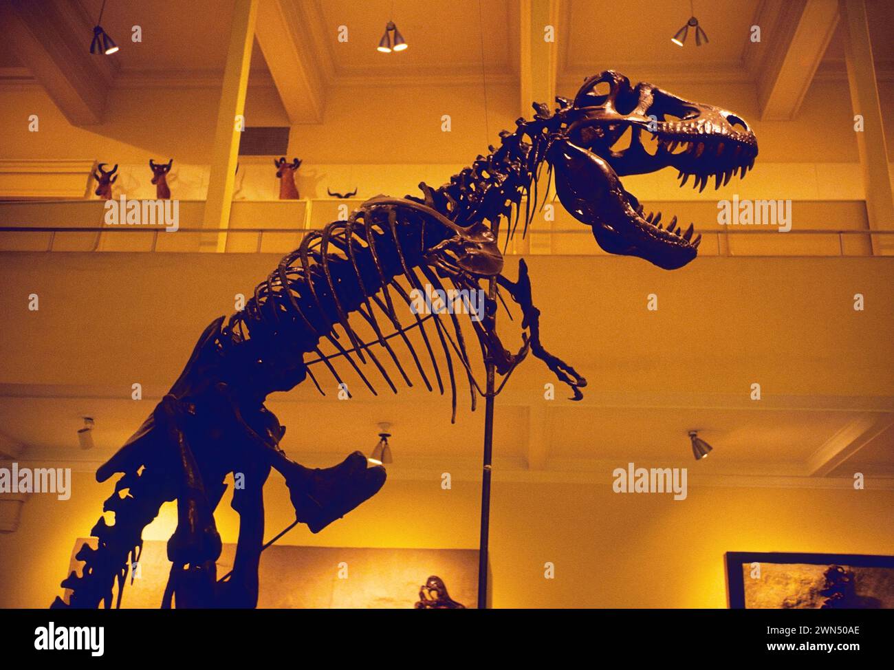 SKELETON OF TYRANNOSAURUS REX; DINOSAUR HALL, THE CARNEGIE MUSEUM OF