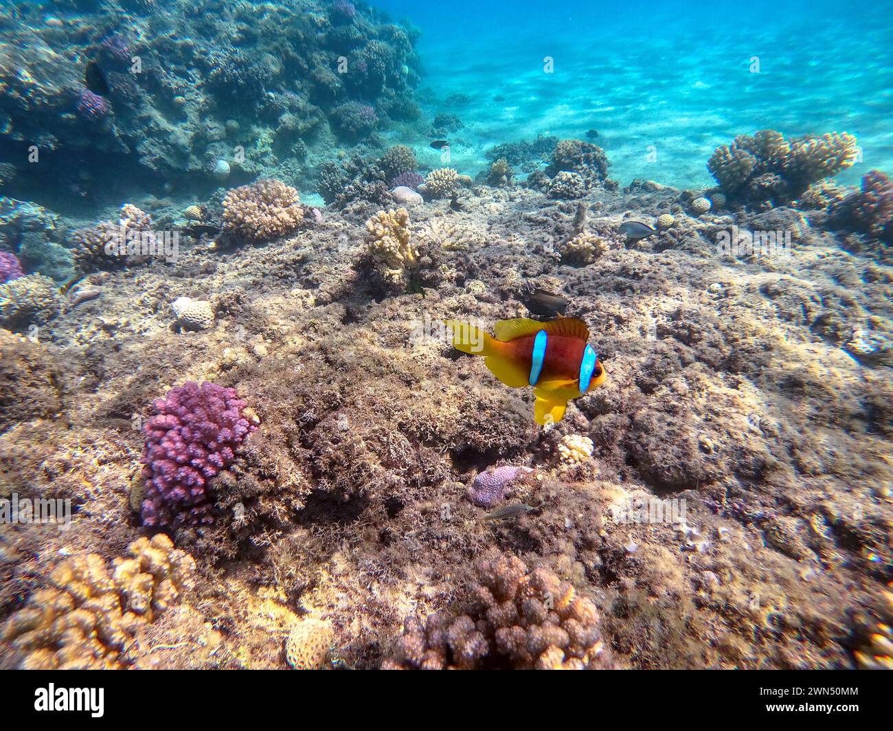 Close up view of Colorful tropical fish Red sea clown fish or amphiprion bicinctus (Amphiprion Inae) underwater at the coral reef. Underwater life of Stock Photo