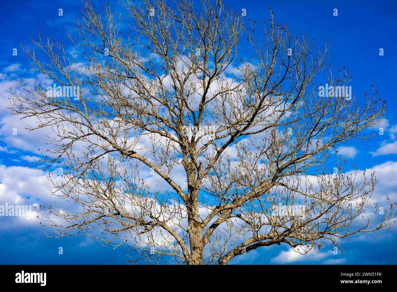 Tree against a blue sky background with white clouds Stock Photo