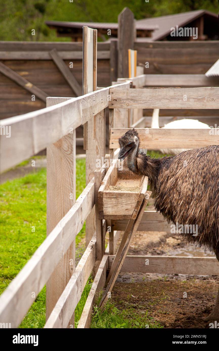 Largest native australian bird hi-res stock photography and images - Alamy