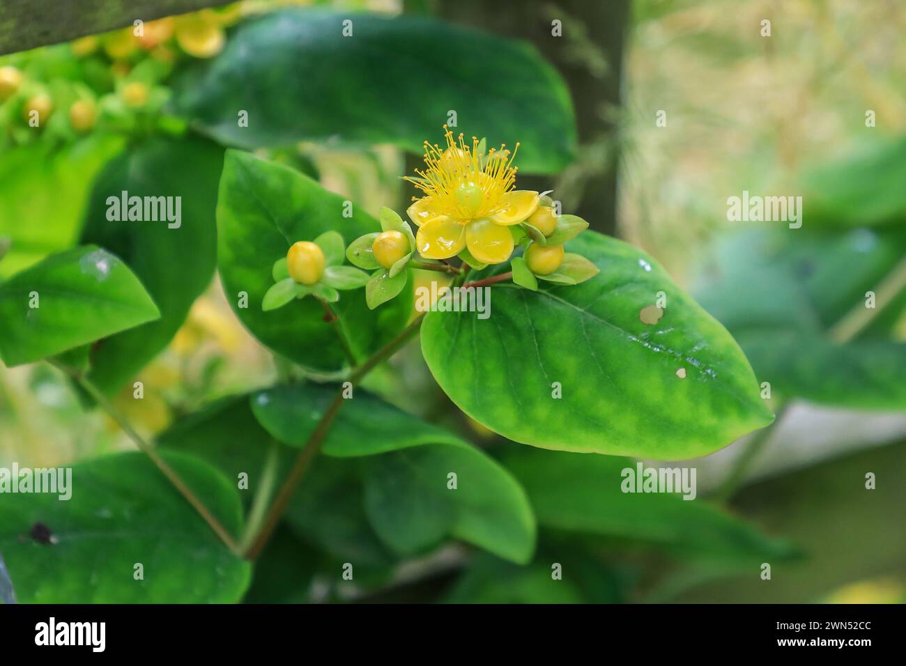Hypericum androsaemum, the shrubby St. John's wort, a flowering plant in the family Hypericaceae. Commonly called tutsan or sweet-amber, England, UK Stock Photo
