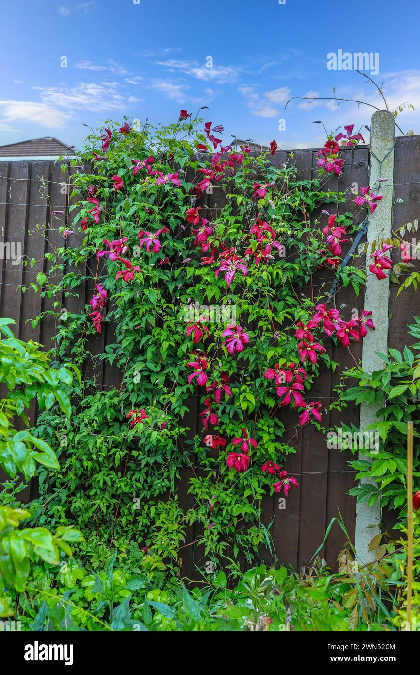 The many red flowers of Clematis viticella 'Madame Julia Correvon' climbing plant, England, UK Stock Photo