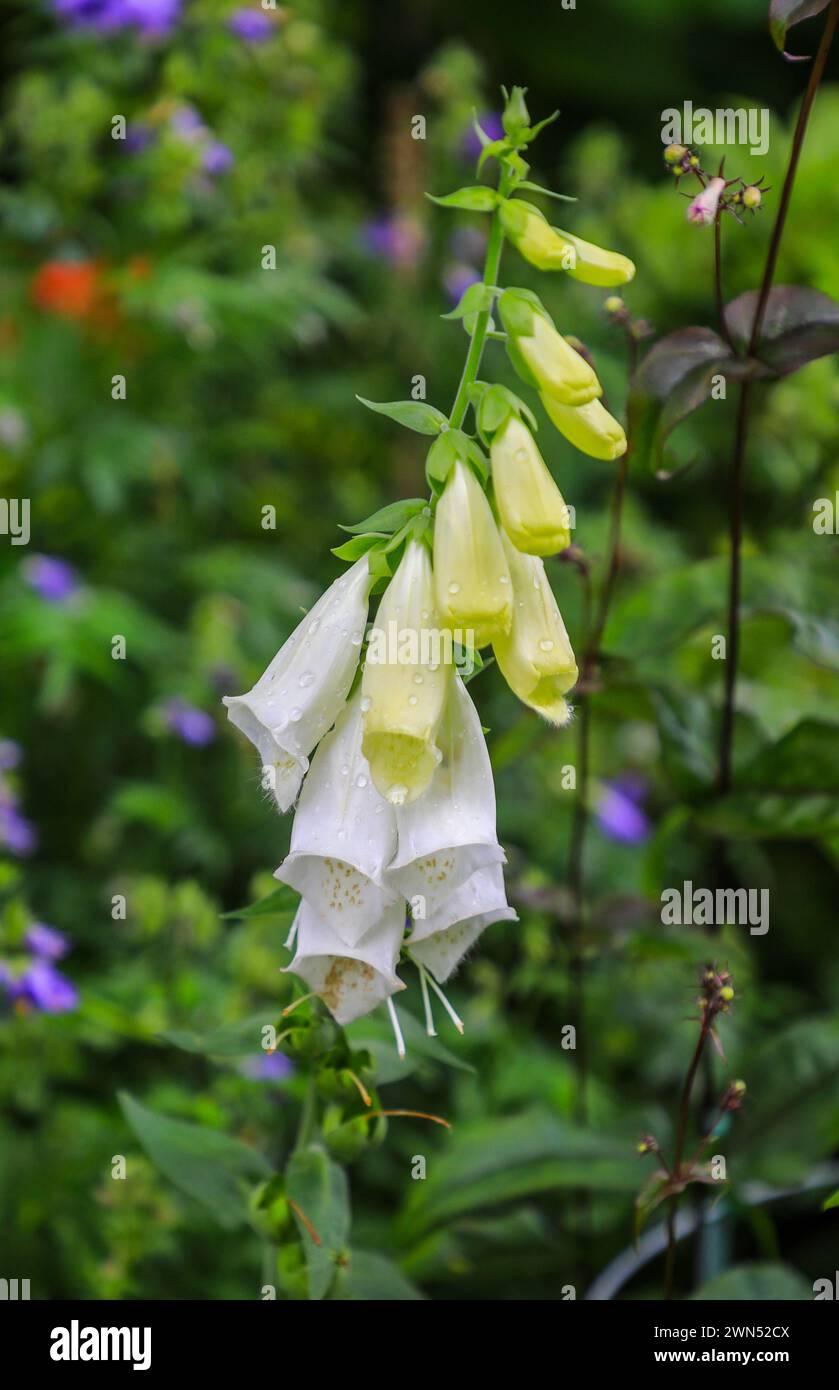 The cream or white flowers of a foxglove plant, Digitalis purpurea f. albiflora 'Alba', England, UK Stock Photo