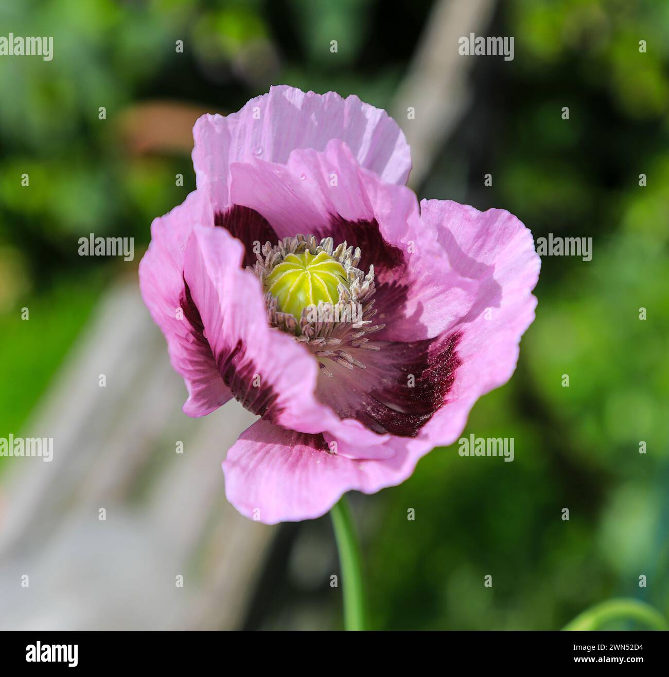Papaver somniferum, commonly known as the opium poppy or breadseed