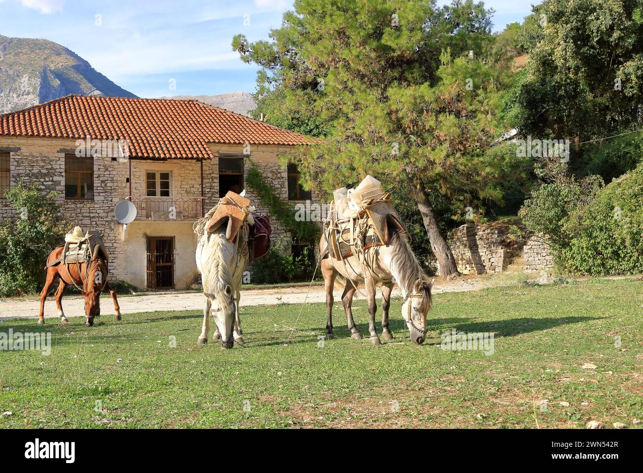 some Horses Standing in Front of a House Stock Photo