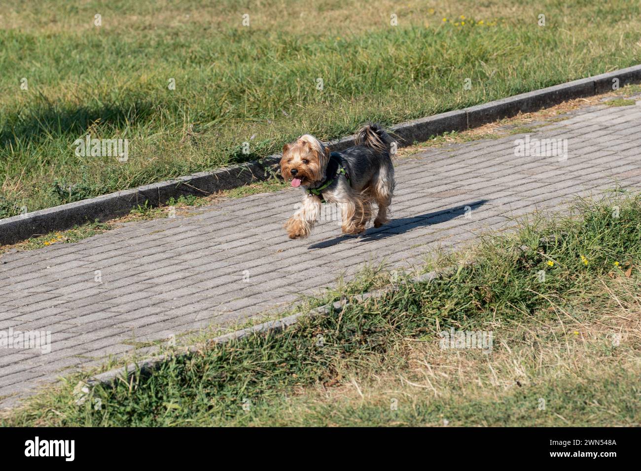 Furry happy brown and black puppy, running in the park. Concrete floor. Grass field. Mixed breed dog Silky and Yorkshire terrier. Ohrid Macedonia 2023 Stock Photo