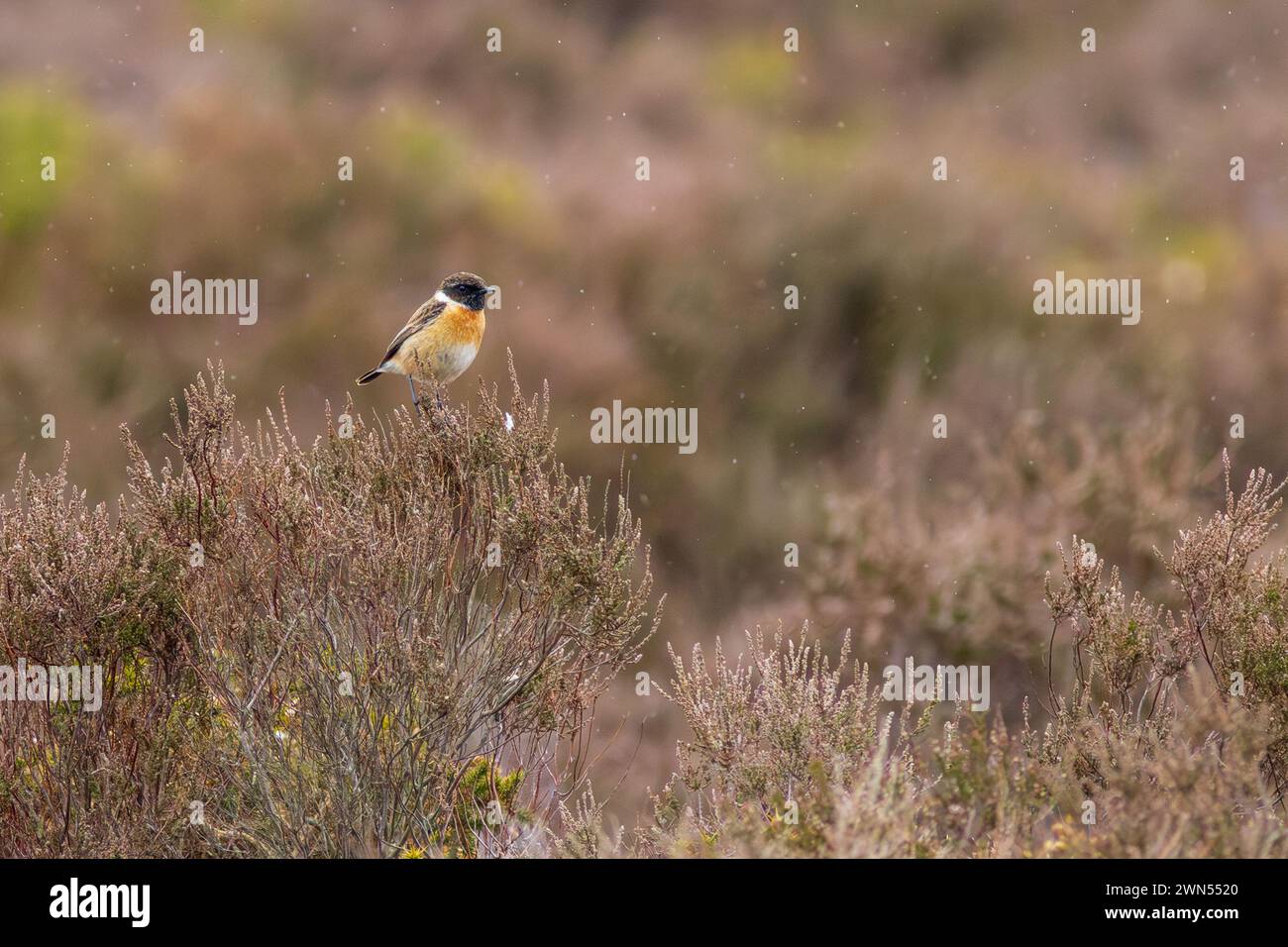 Male Stonechat (Saxicola rubicola) perched on heather Stock Photo