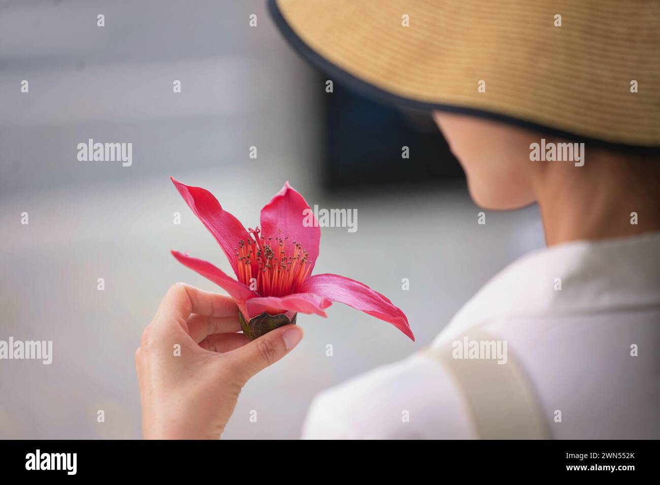 A charming, unrecognisable woman in a large hat seen from behind holds a bauhinia Stock Photo