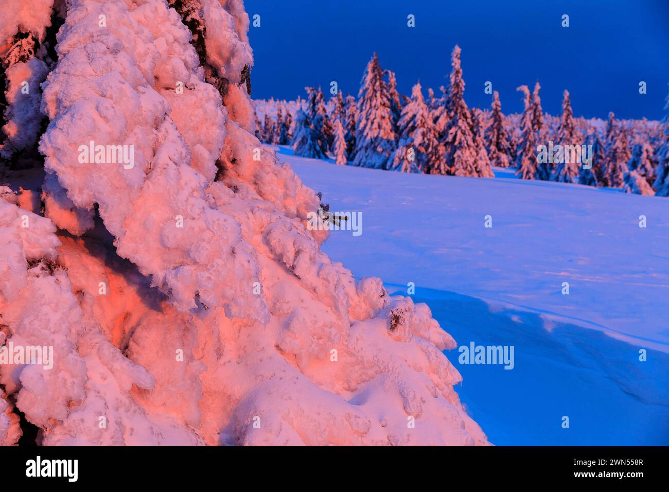 Winterzauber an der Wossecker Baude zur Dämmerung, verschneite Bäume im Abendlicht, Harrachsdorf im Riesengebirge, Tschechien *** Winter magic at the Stock Photo