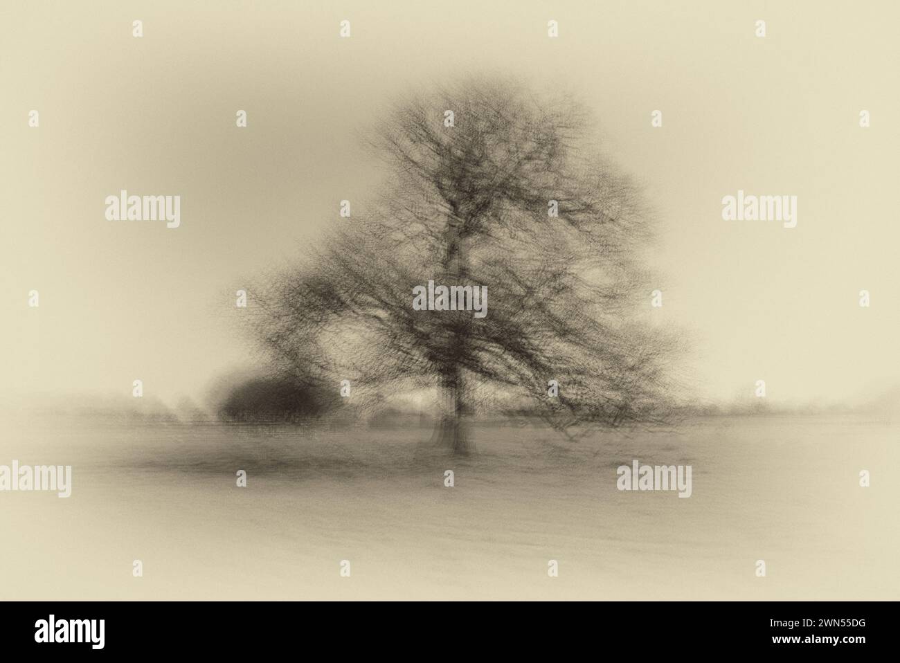 A tree with Intentional camera movement and multiple exposures Stock Photo