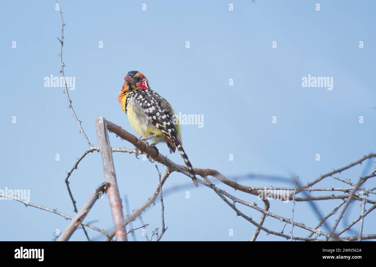 Red and yellow barbet (Trachyphonus erythrocephalus) Stock Photo