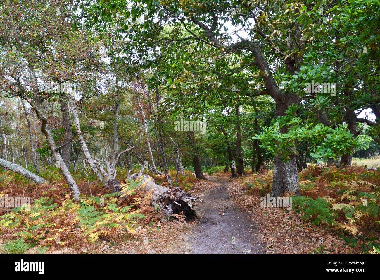 Arne landscape hi-res stock photography and images - Alamy