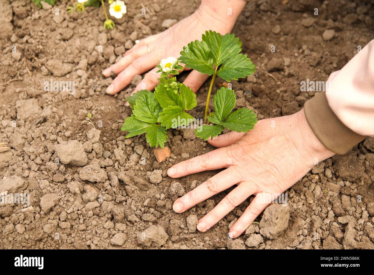 Woman Gardener Growing Strawberry Seedling With Roots Planting Strawberries Close Up Of A Woman Gardener Growing Strawberry Seedling With Roots Planting Strawberries Close Up Of A