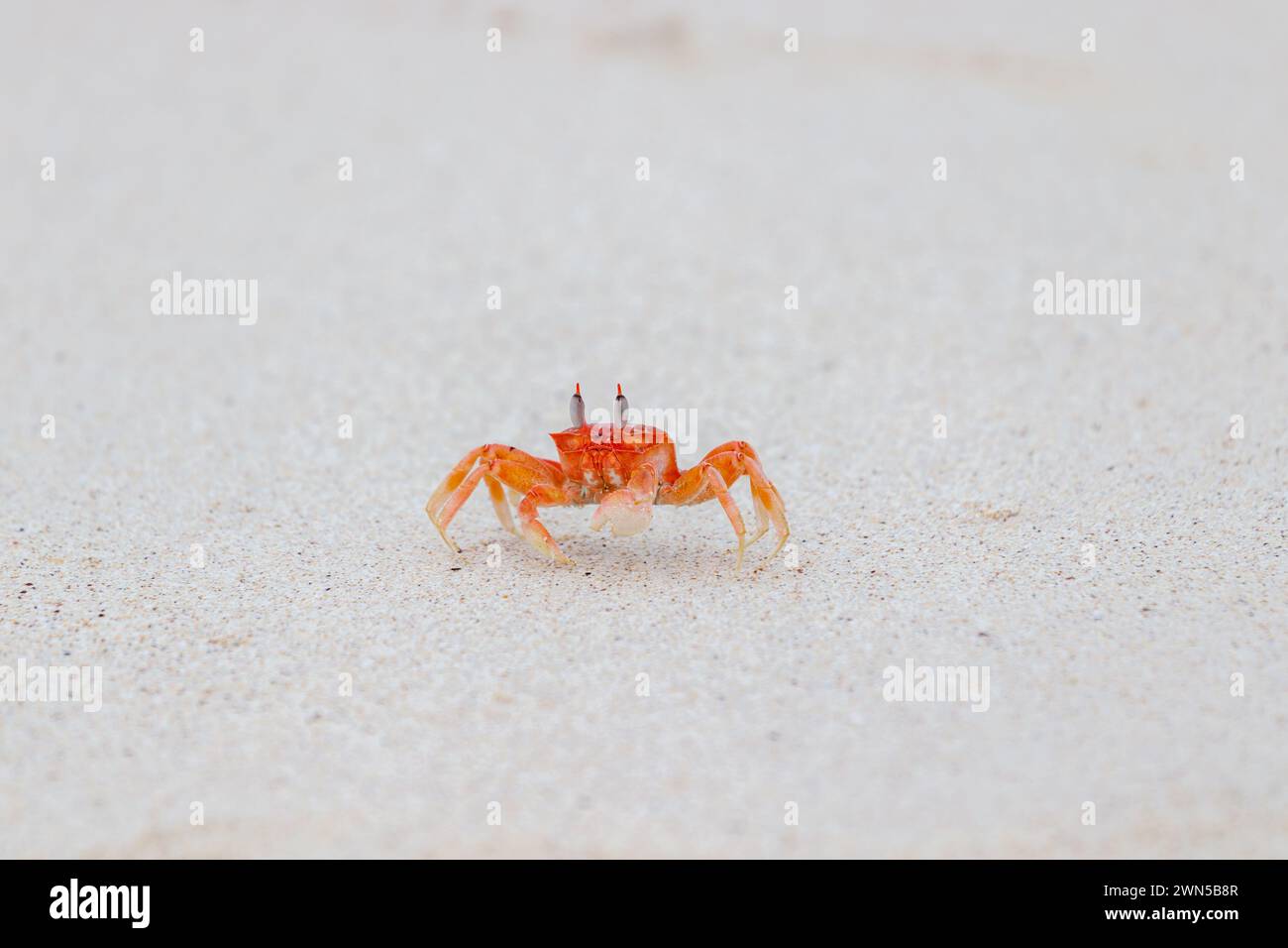Galapagos ghost crab runnign on sand Ocypode gaudichaudii in Galapagos Islands, Ecuador Stock Photo