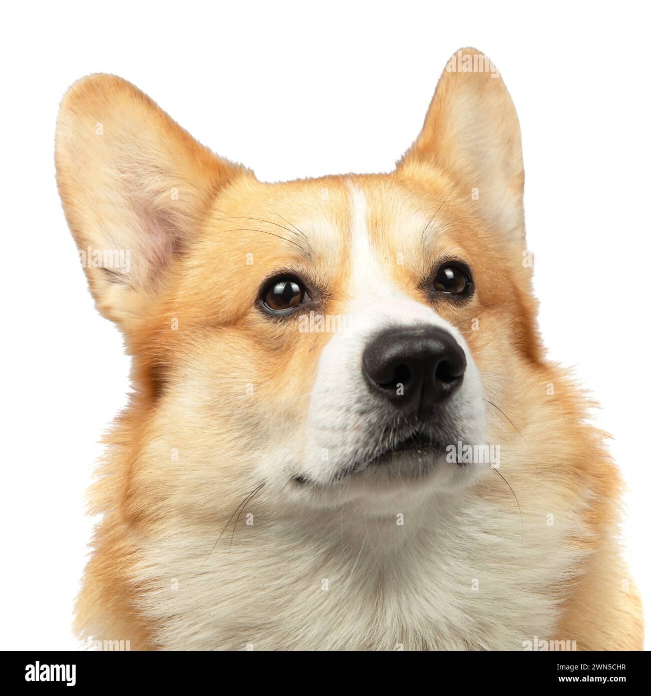 Welsh corgi pembroke in studio hi-res stock photography and images - Alamy